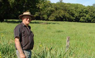 Culturally significant weeds: Barry Keough with heritage-listed camphors in the background. Culturally significant weeds: Barry Keough with heritage-listed camphors in the background.